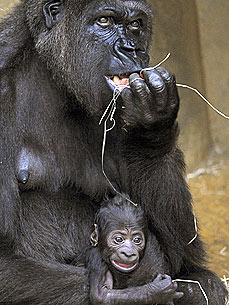 Just Say Awww: Newborn Gorilla Clings to Mom