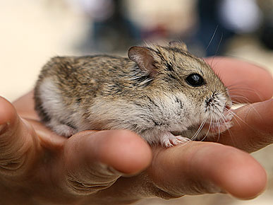 Dwarf Hamster Is Star of Indie Hit Etienne! 