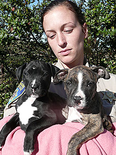 Pit Bull Pups Abandoned in Dumpster Bounce Back After Rescue