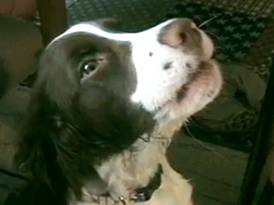 Doggy Obsession: The Law & Order Theme Song!
