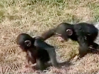 Wednesday's Funny Video: Prankster Monkey Pushes His Pal!