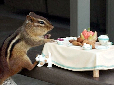 Animal 'D'Oh!': Chippy the Chipmunk Eats at the Table!