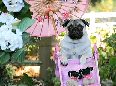 Monday's Funny Video: Jenny the Pug Hits the Beach!