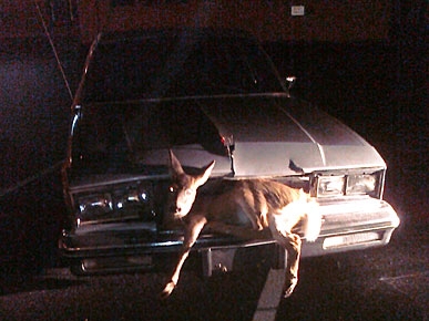 Deer Caught in Headlights Escapes Death Twice