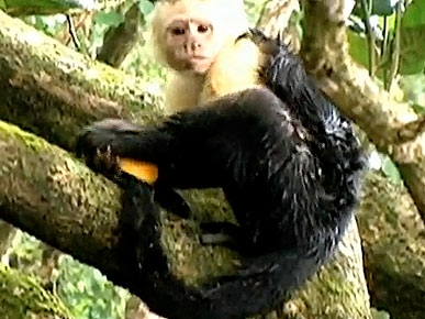 Thursday's Funny Video: Monkey Uses Orange As Loofah!