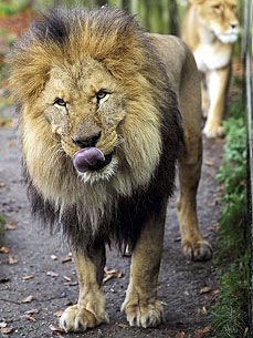 The Water Bowl: J.Lo's Dog Deemed a Menace; Plus: Lions Kill Rare White Tiger at Zoo