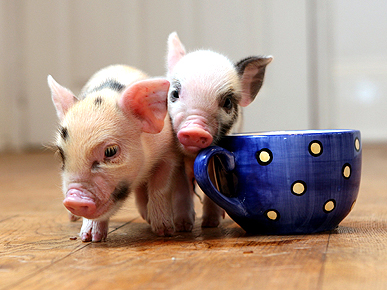 Trendy Mini Pigs: Perfect Pet or Pint-Size Gamble?