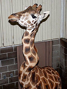 Amali, the Tulsa Zoo Giraffe with a Crooked Neck, Dies