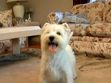 Funny Video: Barking News! Tiny Dog Barks Nonstop for Six Years