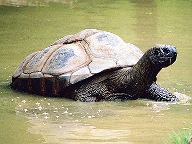 Surprise! Turns Out Mary the Tortoise Is Actually a Male