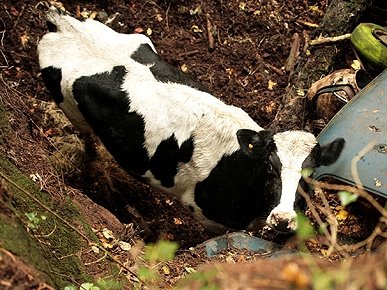 Good Moos! Cow Survives 60-Ft. Fall into Quarry