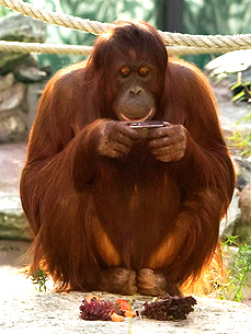 Furry Friend Request! Orangutan Nonja Shares Photos on Facebook