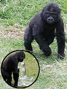 A Year of Cuteness! Gorilla Hasani Turns 1
