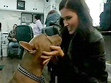 Exclusive Video: Kellan Lutz, Sophia Bush Open Hearts to Rescue Animals