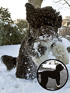 PHOTO: Bo Obama Plays in First Snow!