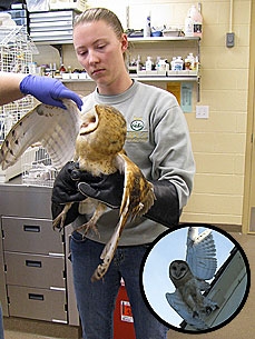 All Tied Up: Wild Owl Gets Caught in Fishing Line