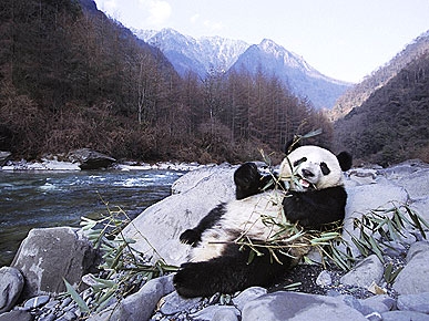 Capturing Pandas at Play: Photographer Steve Bloom's Global Journey