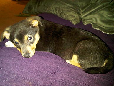 Max Is Back! Good Samaritan Returns Dog Stolen on Christmas Eve