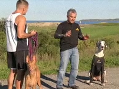 Cesar Millan Says G'Day to Problem Dogs Down Under