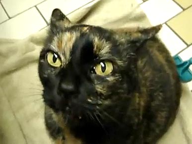 Tuesday's Funny Video: The Weirdest Cat Purr Ever!
