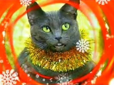 Friday's Funny Video: Jingle Cats Sing Auld Lang Syne!