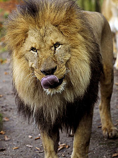 Would You Eat a Burger Made with Lion Meat?