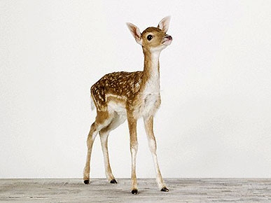 Etsy Fave! Wildly Beautiful Animal Portraiture