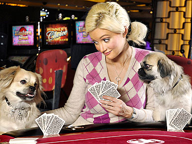 Oops! Holly Madison's Pup Bolts (Briefly) with $3.2 Million Collar