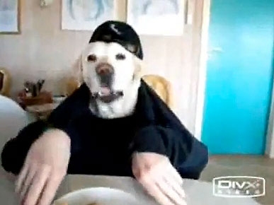 Friday's Funny Video: Half-Dog, Half-Human Eats at the Table!