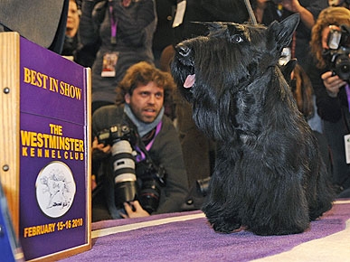 Sadie the Scottie Wins Best in Show at Westminster