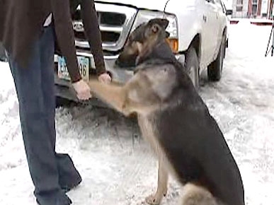 German Shepherd Shot Twice While Protecting Mom and Baby