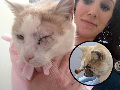 Cat Shot with Dart 'Has a Will to Live'