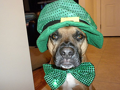 Photo Contest: Show Us Your St. Patrick's Day Pets!