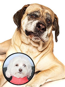 Ask Ethel: Gentle Giant Turns Psycho on a Leash