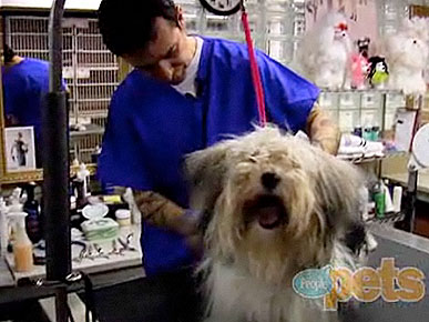 Rags to Red Carpet: Shelter Pup Gets a Makeover!