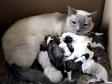 Nursing Siamese Cat Takes On Six Orphaned Puppies