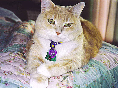 Owner Says Cat's Death from Cancer Saved His Life