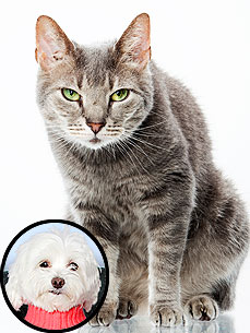 Ask Ethel: Cat Has Stopped Using His Litter Box!