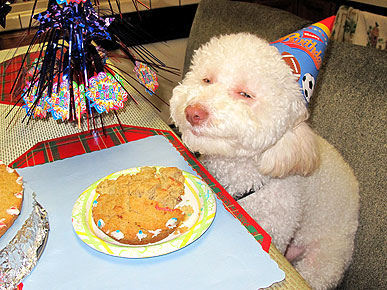 Say Treat! Smiling Dog Becomes an Internet Sensation