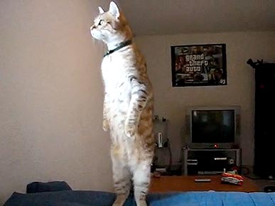 Wednesday's Funny Video: Standing Cat Cinco De Mayo Edition!