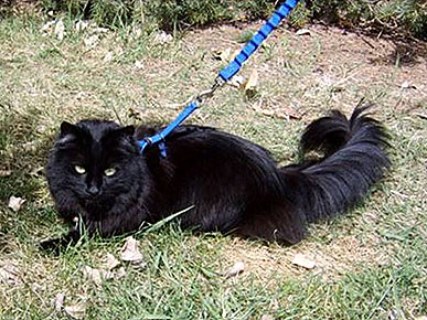 Schnautzie the Cat Saved Her Owners from Deadly Gas
