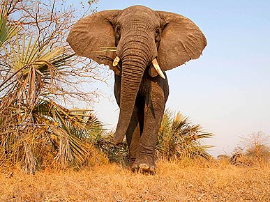 Elephant, Meet the BeetleCam, a Photographer's New BFF