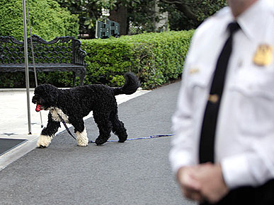 PHOTO: Bo Sneaks Past a Security Guard!
