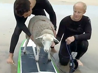 Thursday's Funny Video: Mildred the Sheep Goes Surfing