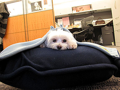 Ask Ethel: Why Does My Dog Like Her Sitter Better Than Me?