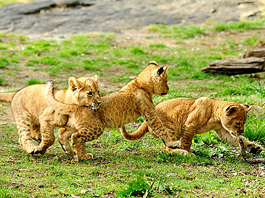Bronx Zoo's Three Lion Cubs Await Names, but Have Personalities