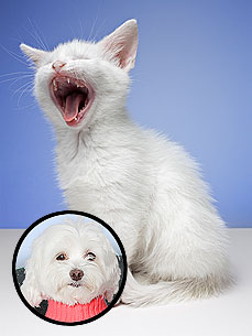 Ask Ethel: New Kitten Keeps Biting!