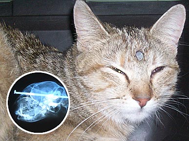 Amazing: Cat Survives Nail Shot into Skull
