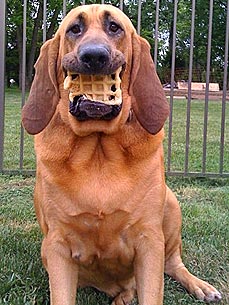 Caption Contest: Dog Can't Talk, Has Her Big Mouth Full