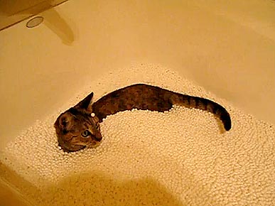 Monday's Funny Video: Kitty Swims in Bathtub Ball Pit!